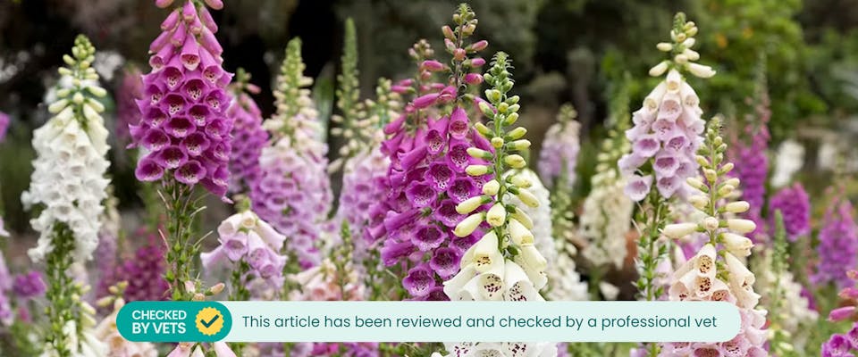 Is digitalis deals poisonous to dogs